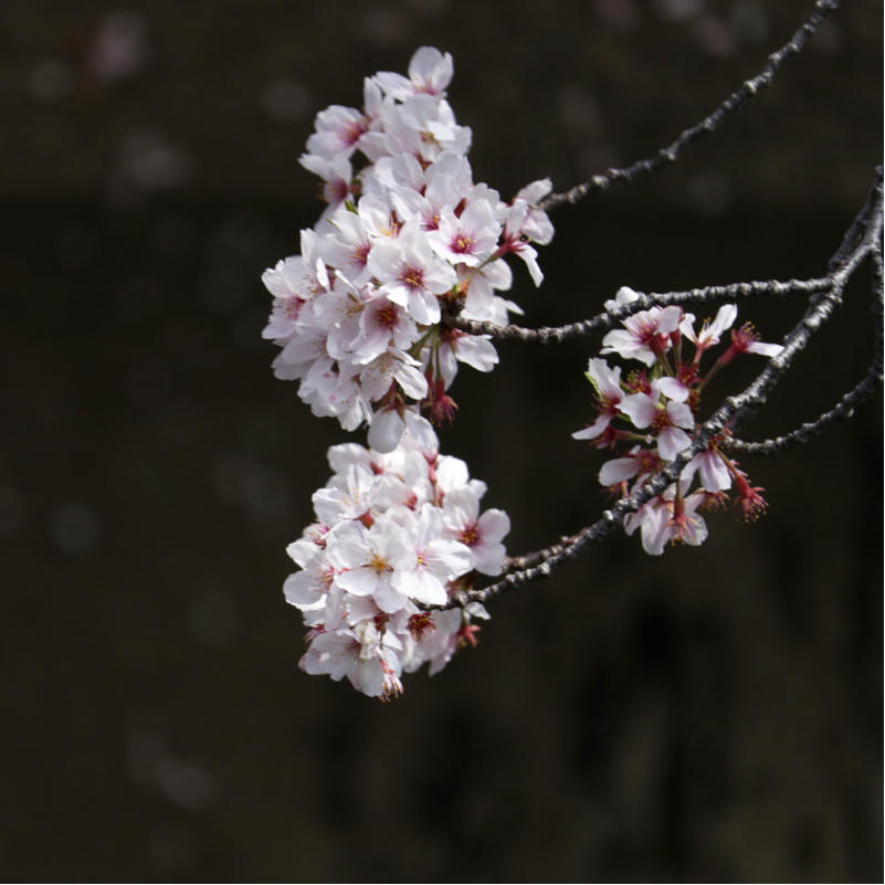 川から見る桜と、台場と、浜離宮_c0060143_15305953.jpg