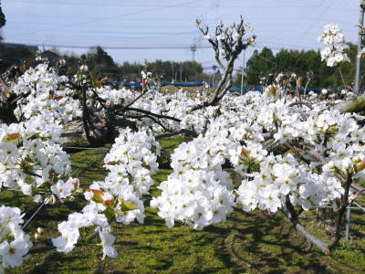 熊本梨 本藤果樹園 満開の花咲く様子(2021)摘蕾、摘花作業で残された花たち_a0254656_17120106.jpg