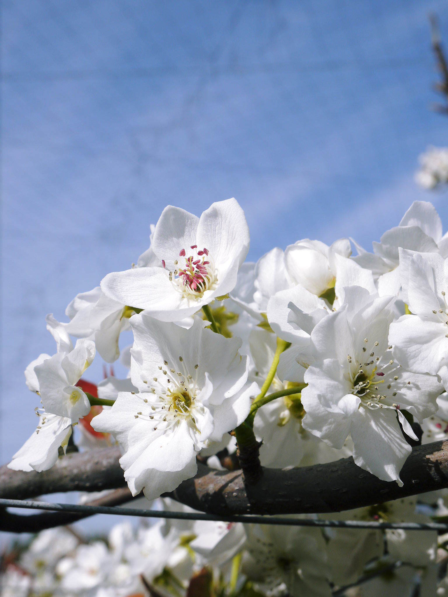 熊本梨 本藤果樹園 満開の花咲く様子(2021)摘蕾、摘花作業で残された花たち_a0254656_17123869.jpg
