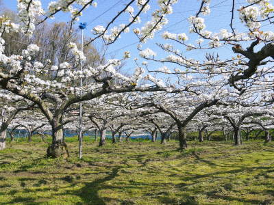 熊本梨 本藤果樹園 満開の花咲く様子(2021)摘蕾、摘花作業で残された花たち_a0254656_17194215.jpg