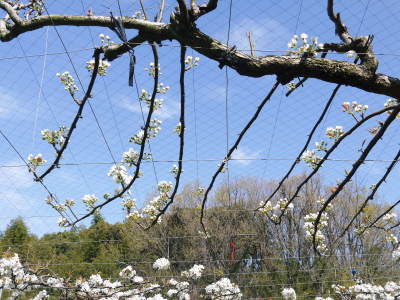 熊本梨 本藤果樹園 満開の花咲く様子(2021)摘蕾、摘花作業で残された花たち_a0254656_17304869.jpg