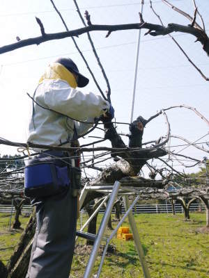 熊本梨 本藤果樹園 満開の花咲く様子(2021)摘蕾、摘花作業で残された花たち_a0254656_17361540.jpg