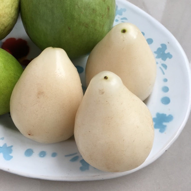 台湾の果物 白いレンブ「白玉蓮霧」 : そこはかノート ー台湾
