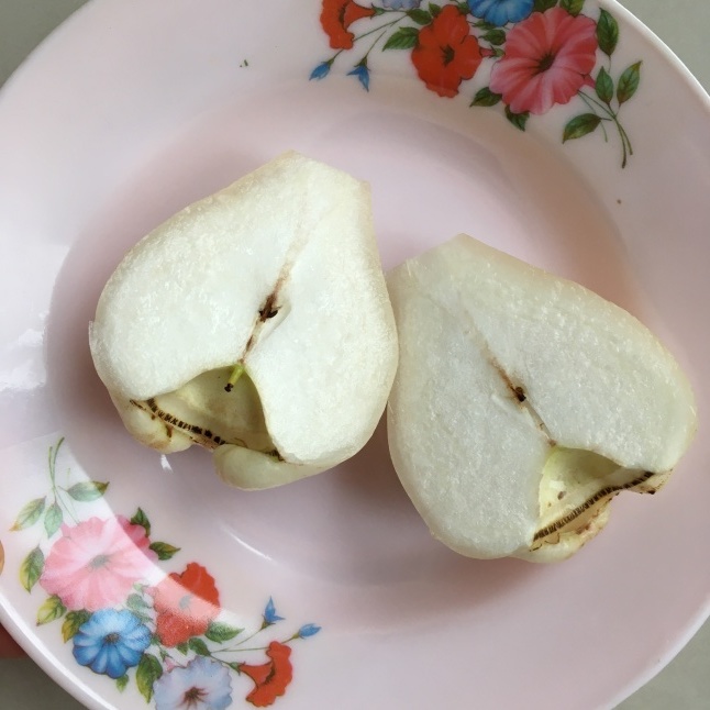 台湾の果物 白いレンブ「白玉蓮霧」 : そこはかノート ー台湾
