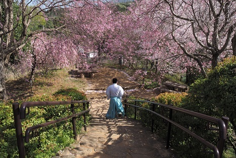二上山と山の辺の道の桜 峰さんの山あるき 二上山と山の辺の道の桜 峰さんの山あるき