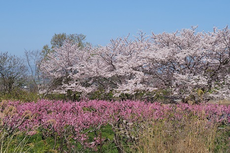 二上山と山の辺の道の桜 峰さんの山あるき 二上山と山の辺の道の桜 峰さんの山あるき