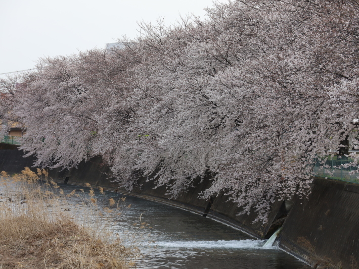 桜だより(12) ～桃の木川～ (2021/3/27撮影)_b0369971_17562182.jpg