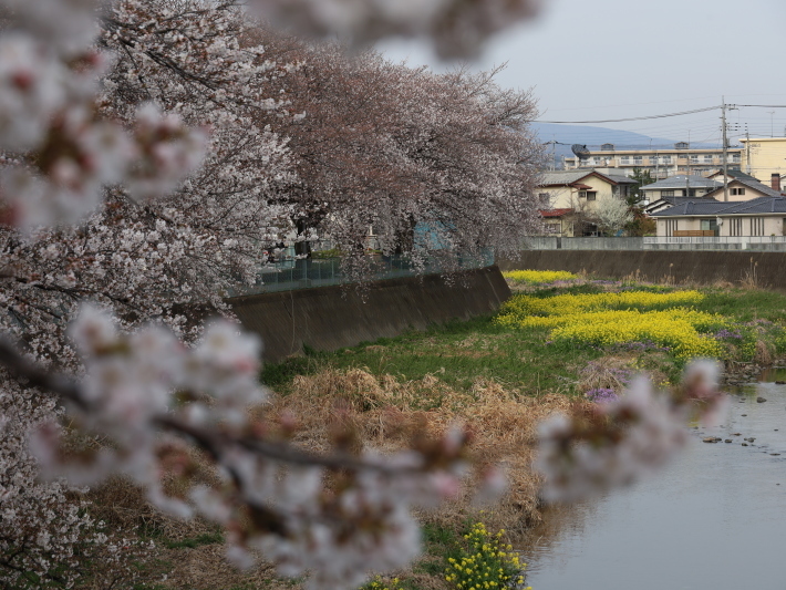 桜だより(12) ～桃の木川～ (2021/3/27撮影)_b0369971_17563858.jpg