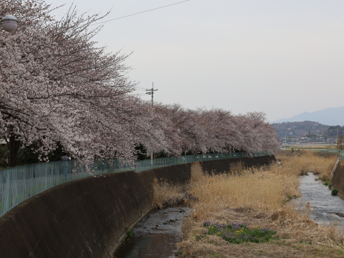 桜だより(12) ～桃の木川～ (2021/3/27撮影)_b0369971_17592092.jpg