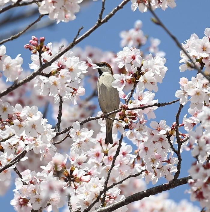 ニュウナイスズメⅡ花ラッパ_b0379171_20100416.jpg