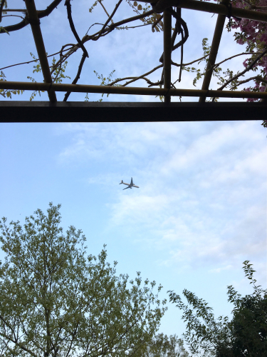 飛行機と花筏_c0201876_10512541.jpg