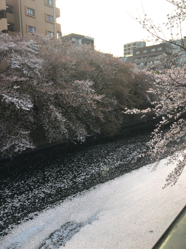 飛行機と花筏_c0201876_10585543.jpg