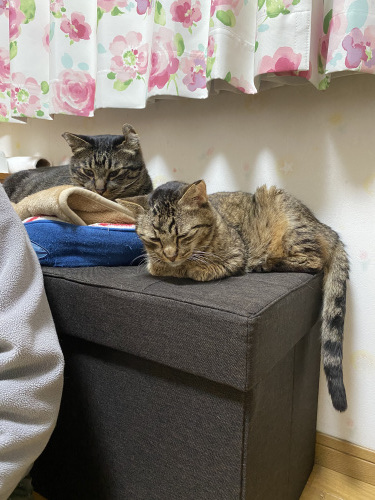 どうしたもんかなぁ Gin Tetsu Nosuke