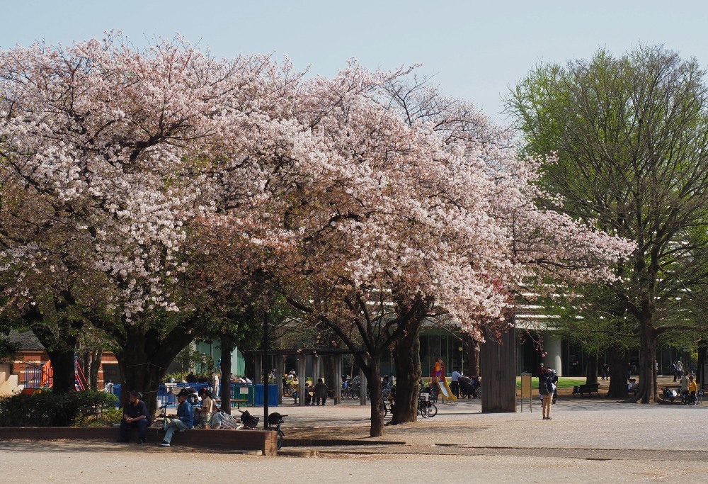 平和公園の桜と板橋区立中央図書館 悠々緩緩 月見で一杯 平和公園の桜と板橋区立中央図書館 悠々緩緩 月見で一杯