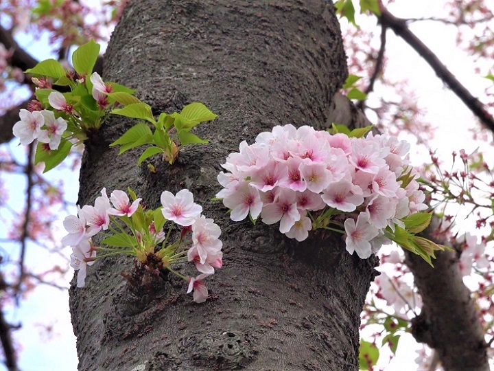 散る桜 残る桜も 散る桜』 : スローな生活