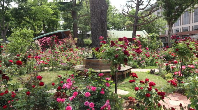 競馬場のローズガーデンのフォトブックのプレゼントに応募してねぇ~♪_b0331802_09051703.jpg