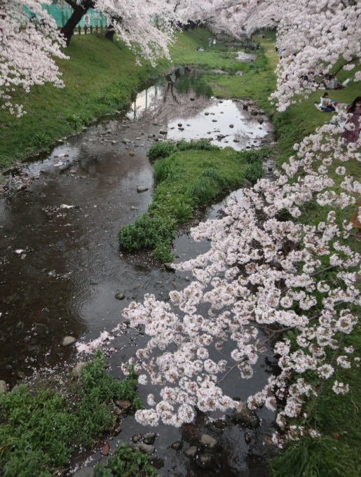桜ぁ~サクラぁ~！！_b0331802_20504249.jpg