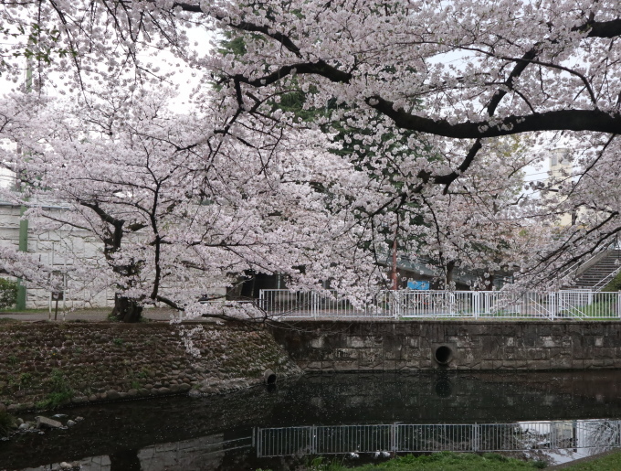 桜ぁ~サクラぁ~！！_b0331802_20511439.jpg