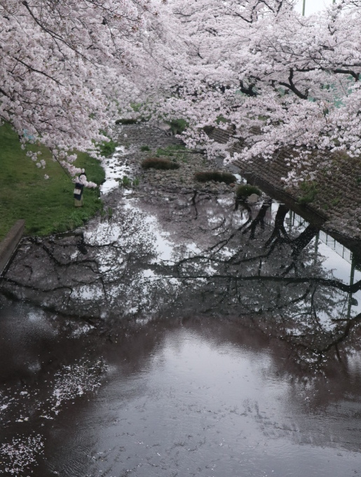 桜ぁ~サクラぁ~！！_b0331802_20515990.jpg