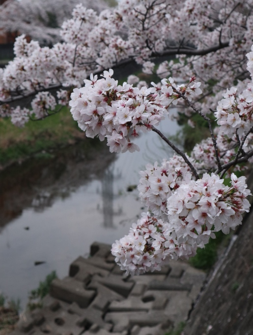桜ぁ~サクラぁ~！！_b0331802_20531499.jpg