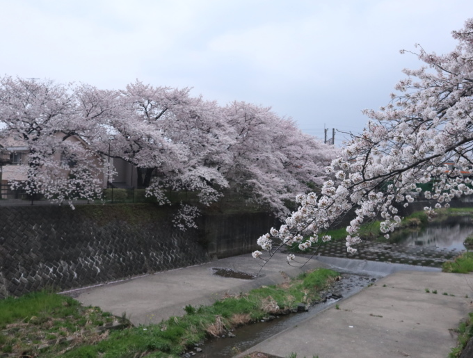桜ぁ~サクラぁ~！！_b0331802_20541335.jpg