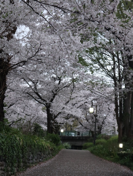 桜ぁ~サクラぁ~！！_b0331802_20543654.jpg