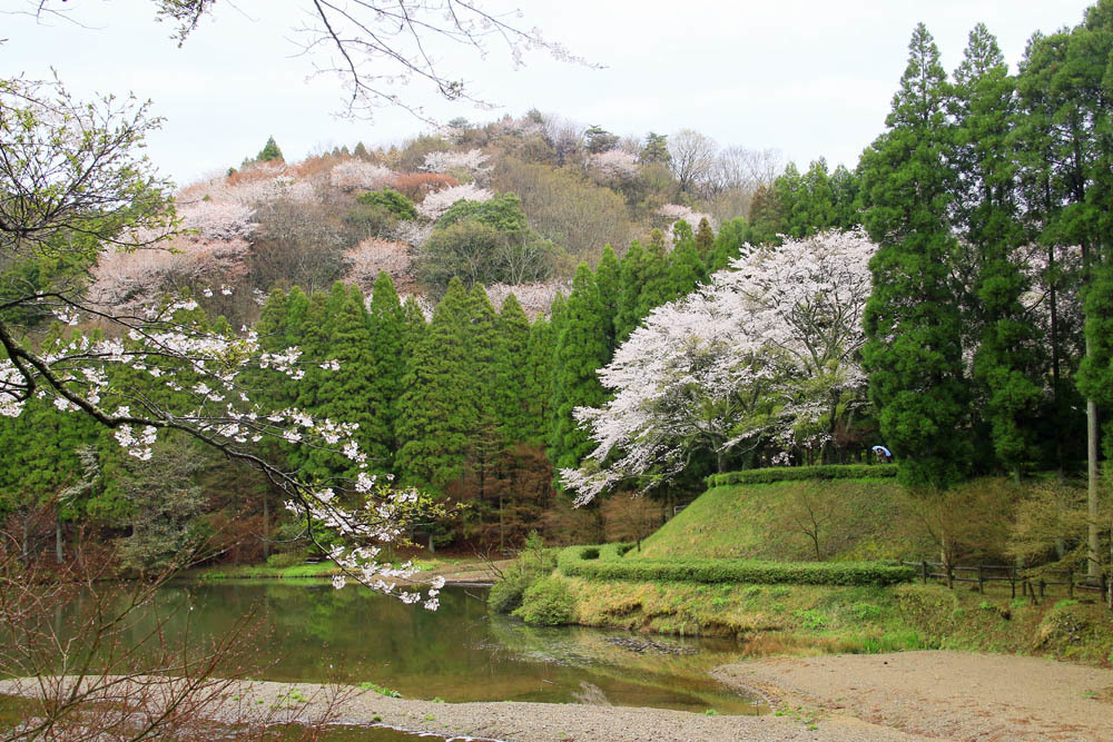 県民の森さくら、桜、ヤマザクラ_b0014607_19024157.jpg