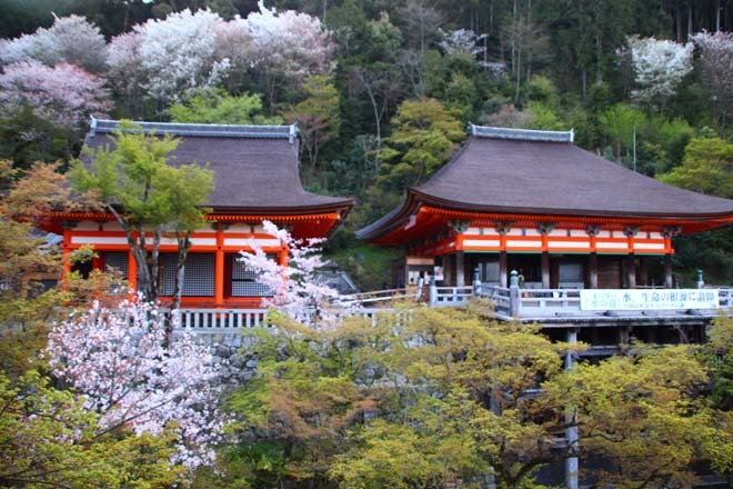 早すぎる満開　清水寺_e0048413_20534629.jpg