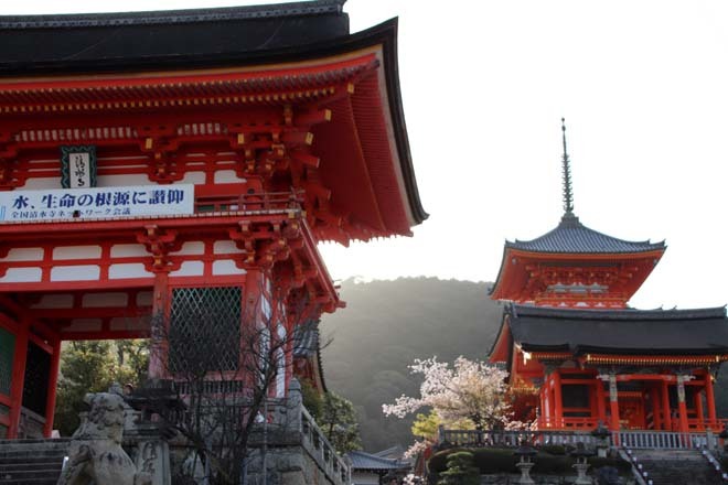 早すぎる満開　清水寺_e0048413_20544143.jpg