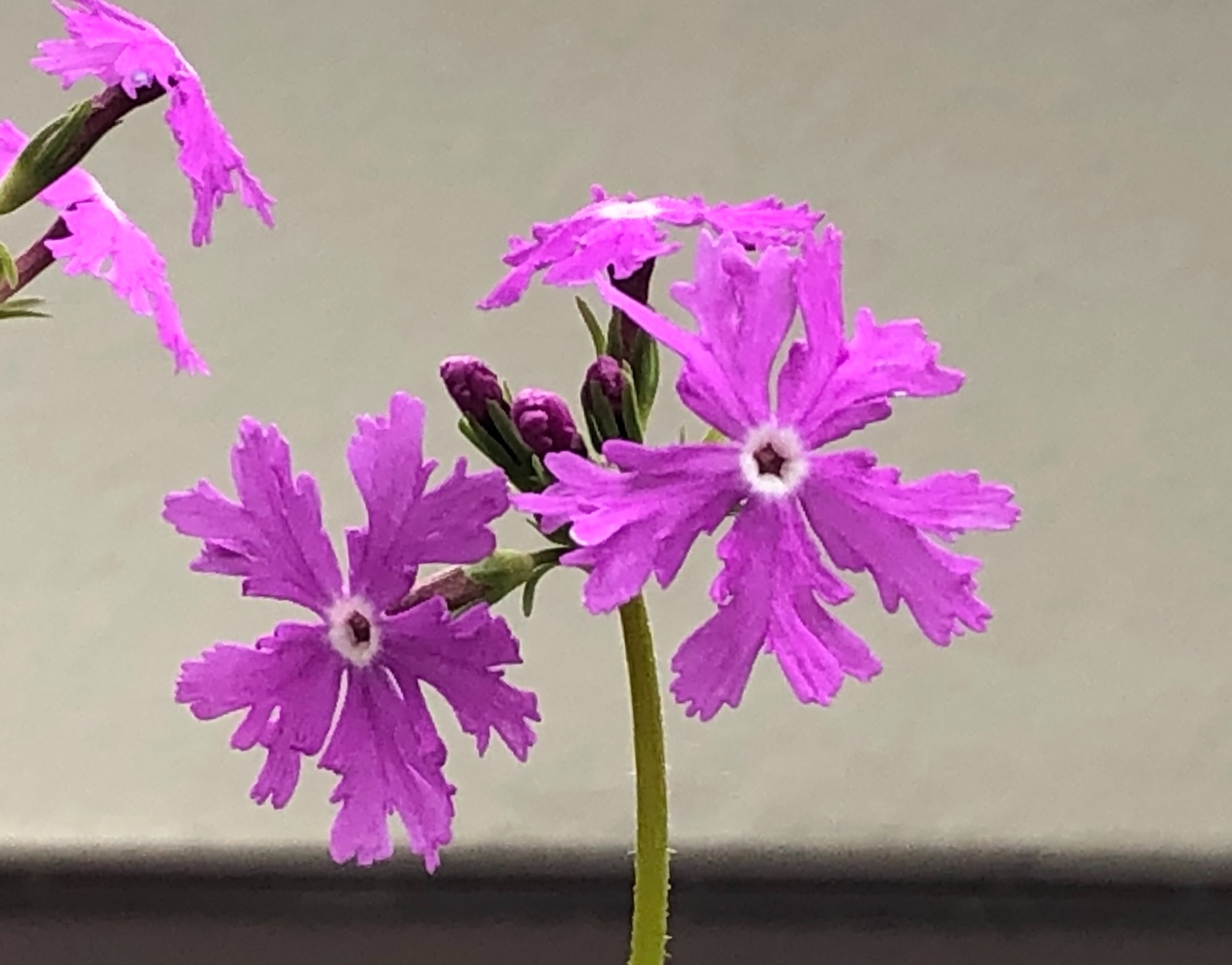 今年も咲いた４種類の日本桜草 もしや ひょっとしたら 風のとおる家から