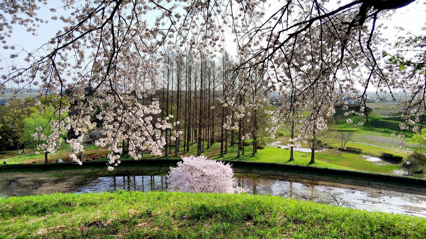 さきたま古墳群(行田市)の桜や如何に?(第三報)・・・丸墓山古墳に登ろう!360°の景観に驚く♪_a0031821_12382473.jpg