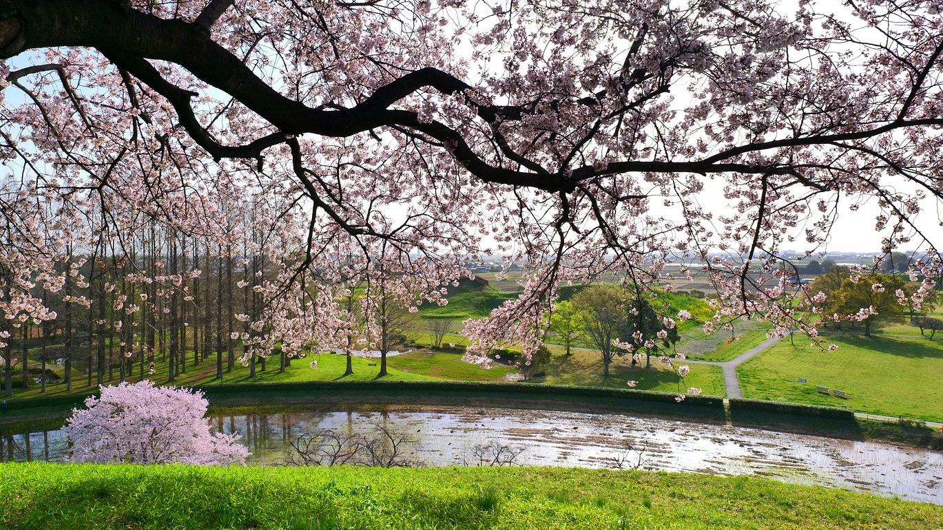 さきたま古墳群(行田市)の桜や如何に?(第三報)・・・丸墓山古墳に登ろう!360°の景観に驚く♪_a0031821_12422394.jpg