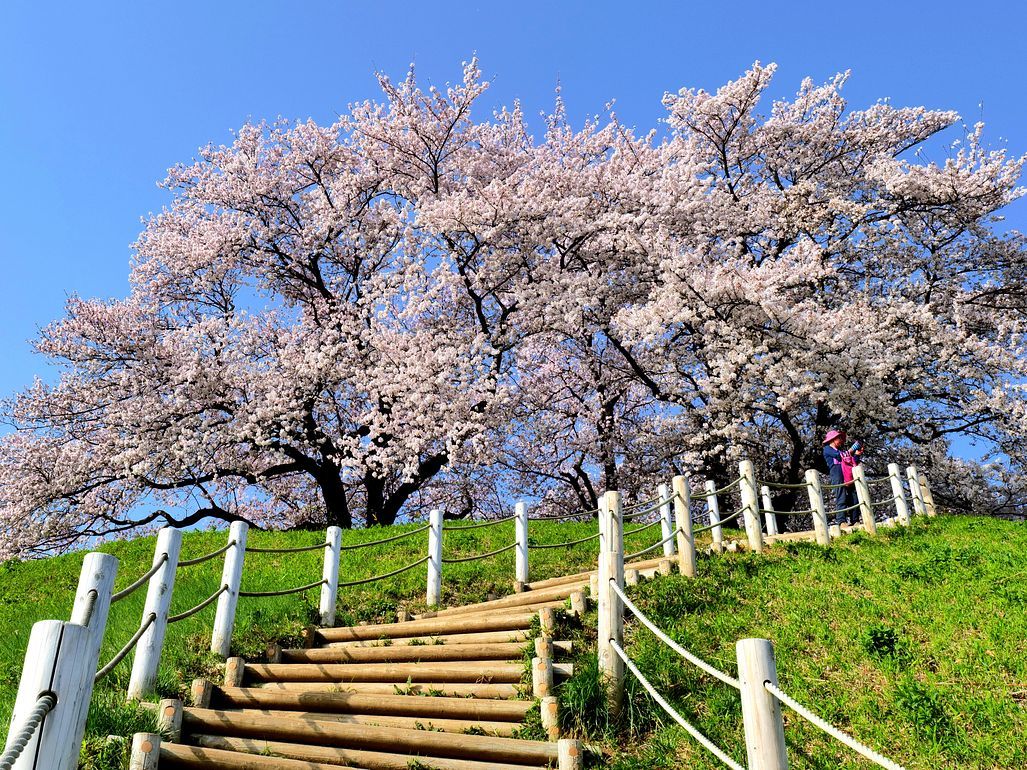 さきたま古墳群(行田市)の桜や如何に?(第三報)・・・丸墓山古墳に登ろう!360°の景観に驚く♪_a0031821_12463829.jpg