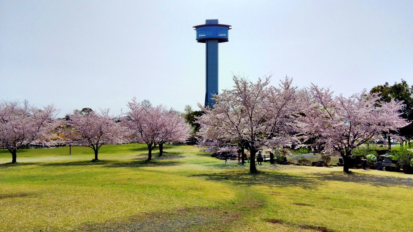 行田市「古代蓮の里」の印象・・・満開の桜！見事だった♪_a0031821_21304922.jpg