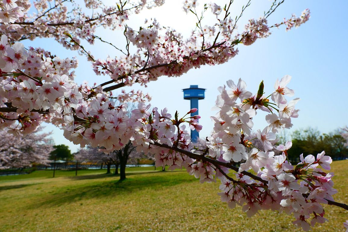 行田市「古代蓮の里」の印象・・・満開の桜！見事だった♪_a0031821_21350298.jpg