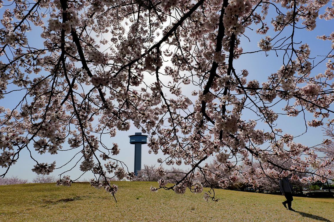 行田市「古代蓮の里」の印象・・・満開の桜！見事だった♪_a0031821_21364481.jpg