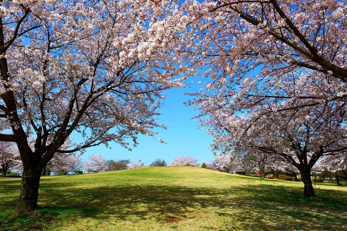 行田市「古代蓮の里」の印象・・・満開の桜！見事だった♪_a0031821_21402091.jpg