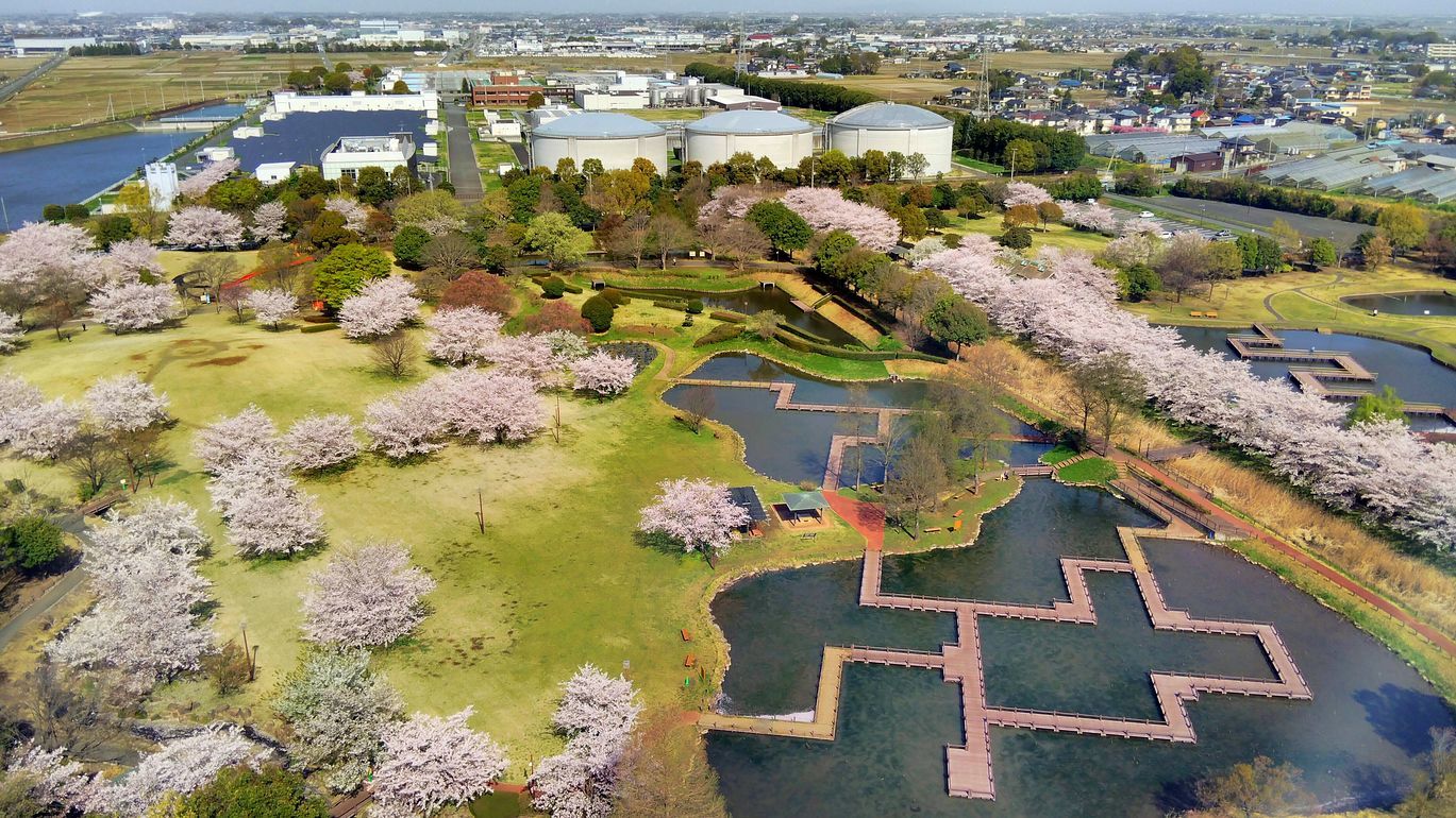 行田市「古代蓮の里」の印象・・・満開の桜！見事だった♪_a0031821_21415622.jpg