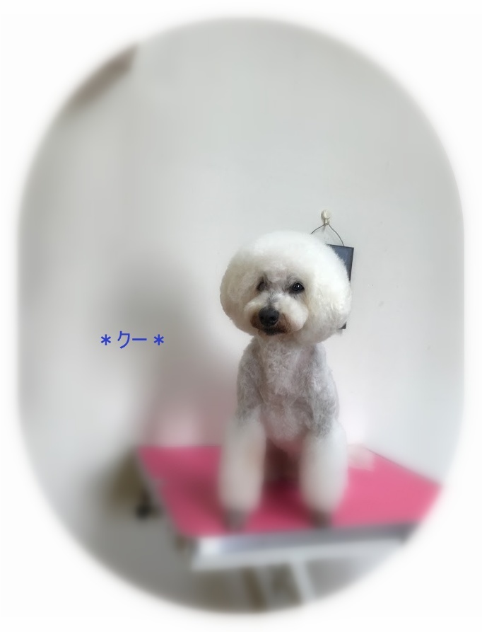 クーくん_a0315823_20092777.jpg