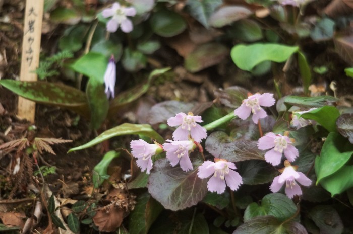 ■続・相模原散策【神奈川の花の名所１００選「カタクリの里」 　かたくりと　その他の野草編P-2】_b0033423_21460759.jpg