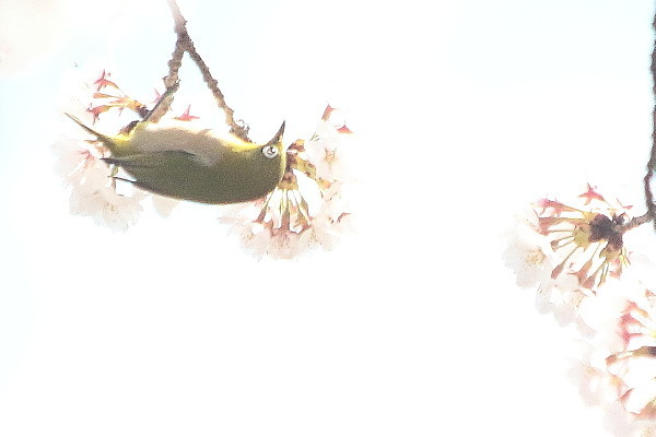 桜の花とメジロ（その１）_e0413627_17440248.jpg