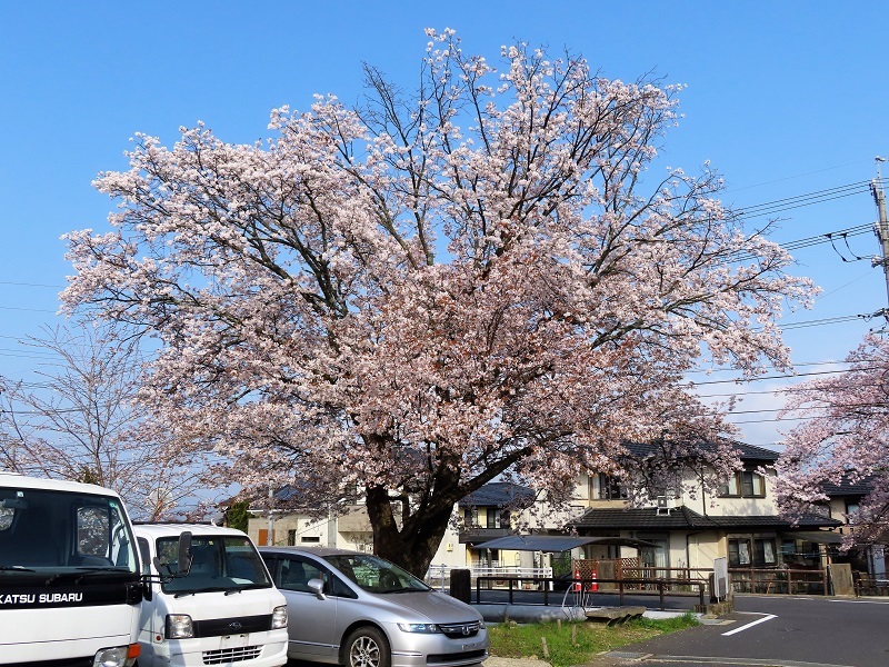 フォルテシモとターコイズグリーン_f0076731_20585861.jpg