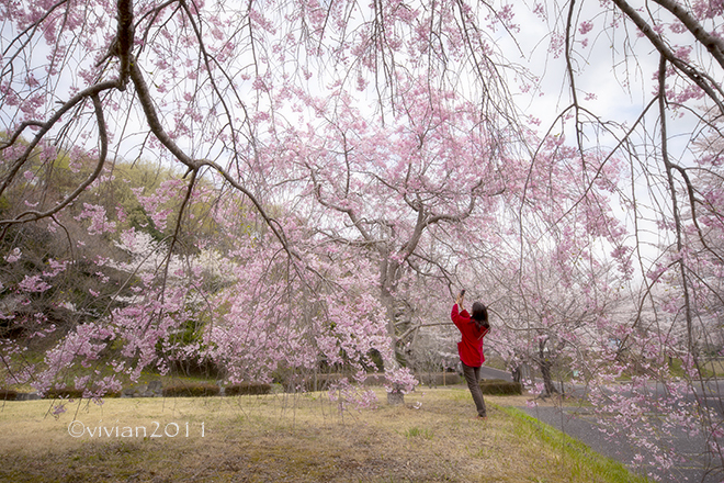 栃木市で桜の撮影会　～西方ふれあいパーク、金崎～_e0227942_21022362.jpg