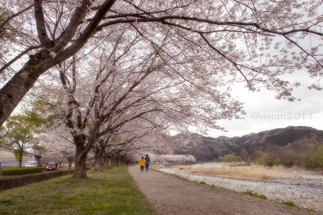 栃木市で桜の撮影会　～西方ふれあいパーク、金崎～_e0227942_21160129.jpg