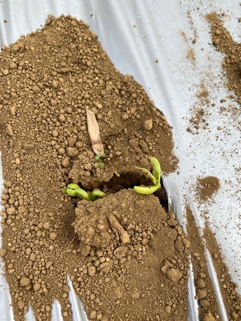 隠元豆の発芽 カボチャの定植 鎌倉オステリアジョイア 日々の自家畑作業 収穫した野菜の料理をｕｐしていきます