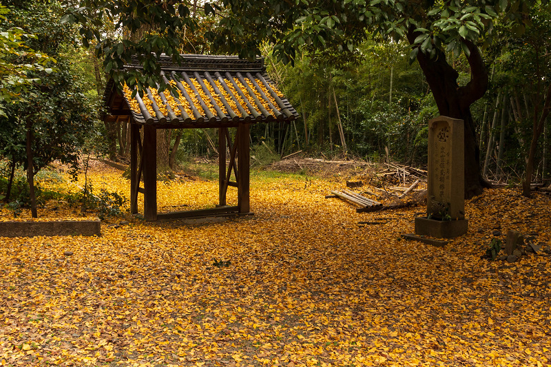 2020紅葉きらめく京都　山崎聖天の輝き_f0155048_22042173.jpg