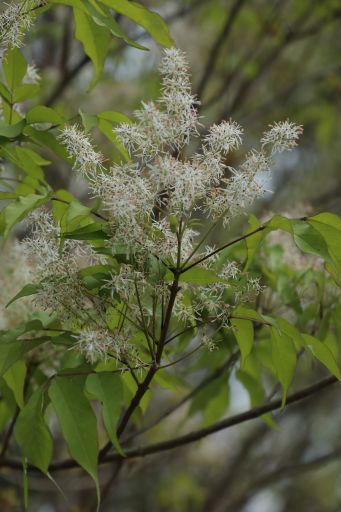 丘陵地の木の花 マルバアオダモ 雌 両性花 雄異株 花とみどりの四季 撮影メモ