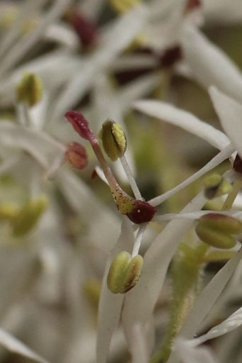 丘陵地の木の花 マルバアオダモ 雌 両性花 雄異株 花とみどりの四季 撮影メモ
