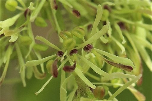 丘陵地の木の花 マルバアオダモ 雌 両性花 雄異株 花とみどりの四季 撮影メモ
