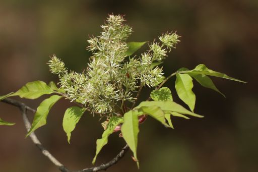 丘陵地の木の花 マルバアオダモ 雌 両性花 雄異株 花とみどりの四季 撮影メモ